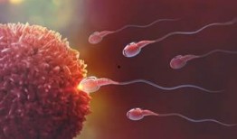 精子视频在线观看,在线观看精子视频，揭秘生命起源之旅